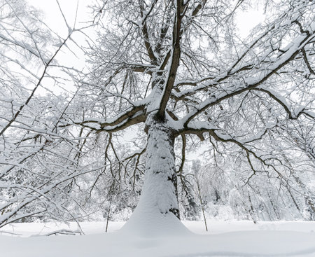 Big majestic oak tree covered with snow in winter. Bottom up view of the trunk with spreading branches and crownの写真素材