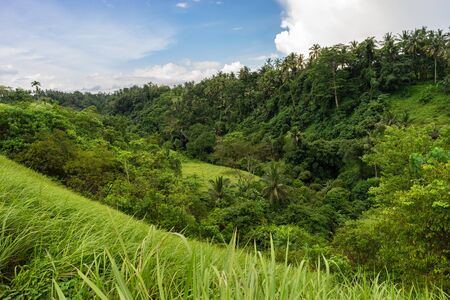 Beautiful green nature of Indonesian Bali Island. Tropical greenery, fresh grass and  palm treesの写真素材