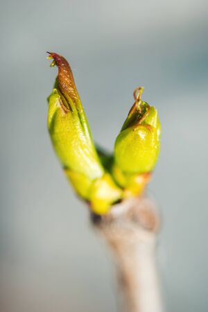 Bud vine with a young green leaf in the spring. Macro on blurred backgroundの写真素材