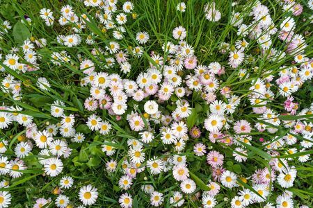 Chamomile field flowers in garden or daisies flowers blooming in grass background. Summer flowers on meadow, top view directly aboveの写真素材