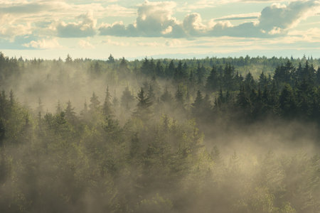 View from above on spruce misty forest in the fog
