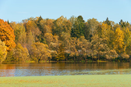Yellow and orange autumn trees landscape on waterside of river in fall season in sunny weatherの写真素材