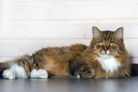 A full-length long-haired cat lies on the floor and looks at the camera on a light backgroundの写真素材