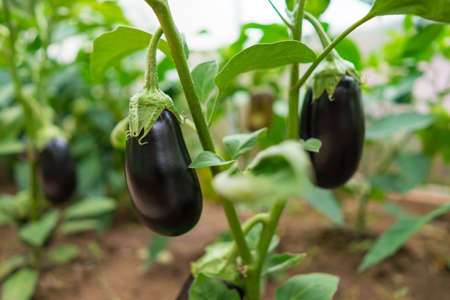 Nutrition eggplants grow in a greenhouse in the gardenの写真素材