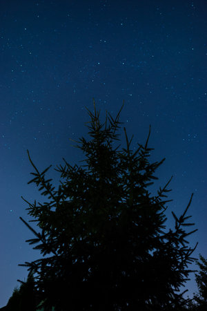 Fir tree against the stars on night sky