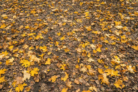 Fallen autumnal leaves on ground natural backgroundの写真素材