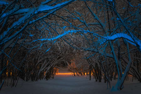A fabulous landscape of a dark mysterious dreamy winter forest. Tree branches covered with snow glowing in blue neon light at nightの写真素材