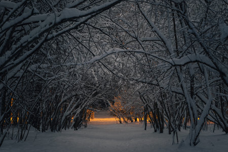 A fabulous landscape of a dark mysterious dreamy winter forest with warm light in the center. Tree...