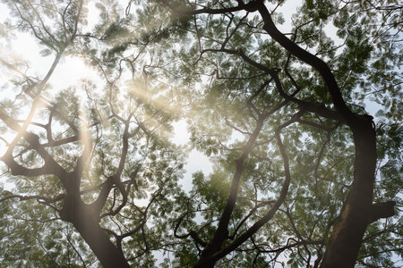 Sun rays through tree branches and leaves. natural textured beautiful nature background