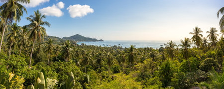 Wide tropical panorama of paradise scenery seascape and green palm trees jungle on Koh Tao island. High-angle view exotic idyllic landscape of greenery and seaの写真素材