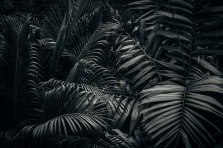 Natural tropical leaves in dark. Monochromatic black and white background texture with copy spaceの写真素材