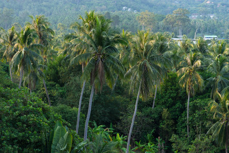 Green tropics coconut palms grove landscape in the morning in peaceful jungle. Nature and greenery of Koh Tao island in Thailandの写真素材
