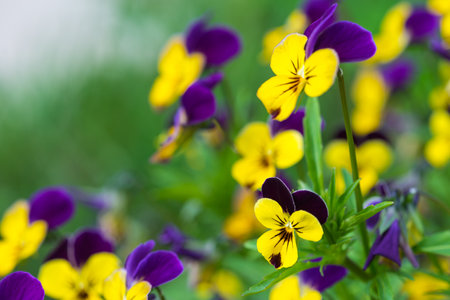Vibrant viola tricolor purple and yellow pansies flowers in the garden in summer. Wild pansy, Johnny-jump-up floral background with copy spaceの写真素材