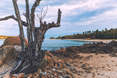 Dry tree on the beach, Koh Samui, Thailand.の写真素材