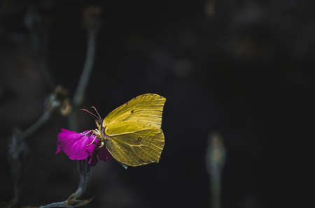 yellow butterfly on a flowerの写真素材