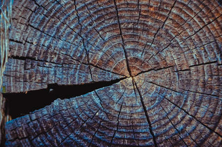 Tree ringsの写真素材
