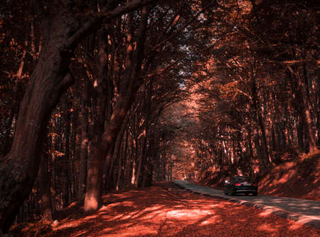 Car on Road in Forestの写真素材