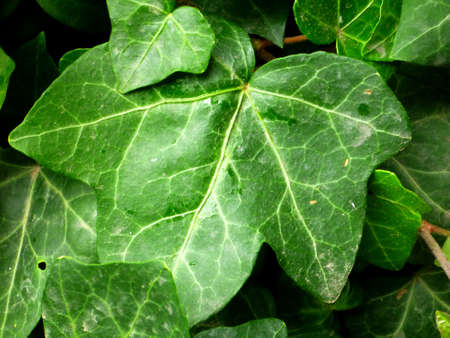 Green fresh leaves macroの写真素材