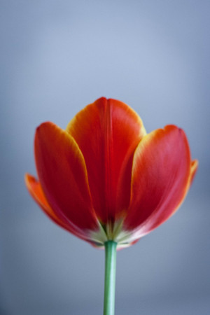 Tulip in color backgroundの写真素材