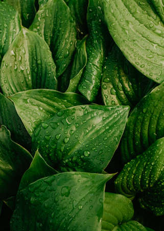 Large beautiful drops of transparent rain water on a green leaf macro. Drops of dew in the morning. Leaf texture in nature. High quality photoの写真素材