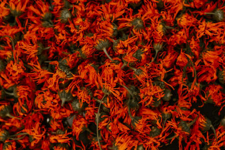 Medicinal herbal dried plants marigold, orange calendula. High quality photoの写真素材