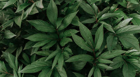 Fantasy and mystery dark green leafy background. Texture. High resolution. wall. peony leavesの写真素材