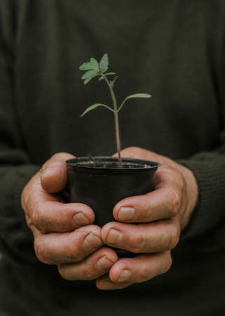 tomato seedlings. old man holds in his old wrinkled hand a black pot with a green plant growth against a background of gray textural wall.の写真素材