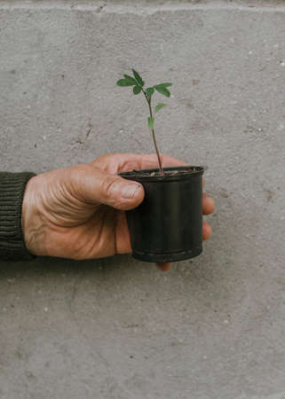 tomato seedlings. old man holds in his old wrinkled hand a black pot with a green plant growth against a background of gray textural wall.の写真素材