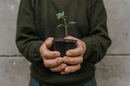 tomato seedlings. old man holds in his old wrinkled hand a black pot with a green plant growth against a background of gray textural wall.の写真素材