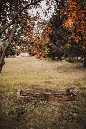 An old wooden large log with cracks for a seat over which there is a rowan tree with red berries in the middle of a green meadow.の写真素材