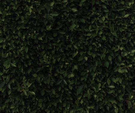 Fantasy and mystery dark green leafy background. Texture. High resolution. wall