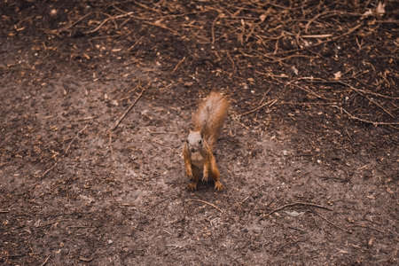 A little red squirrel walks in the forest, climbs trees, looks at the camera. forest inhabitants, furry tail, tassels on the earsの写真素材