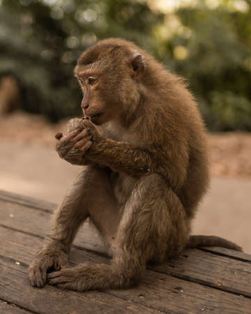 A smart redhead monkey sits on the ground and eats a juicy red watermelon. Green Jungle. creepers overgrown. Thailand Phuket Monkey Mountain.の写真素材