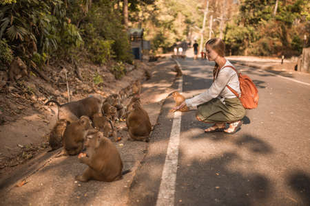 Caucasian traveller woman with Little smart active monkeys in the wild eat watermelons and friends run. Green Jungle creepers overgrown. Thailand Phuket Monkey Mountain.の写真素材