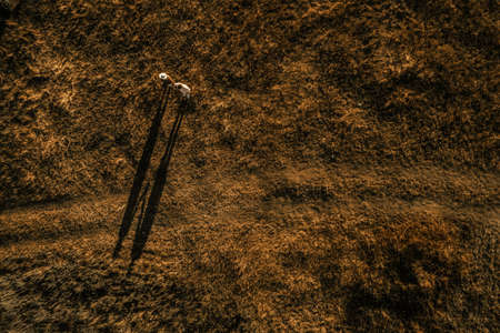 Long shadow from a man and a woman top view.の写真素材