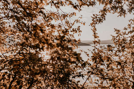 river and islands are visible through the autumn orange foliage leaves and treesの写真素材