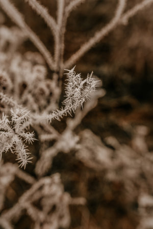 dry plants long weeds foliage thickets covered with fresh white thorny frost in late autumn early winter. first frosts. beautiful snowflakes on dried flowersの写真素材