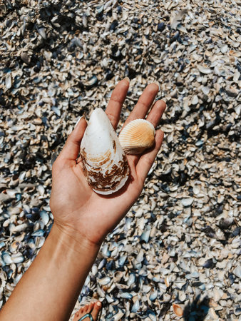 woman hand holding stones. Multicolored seashells Black Sea Romania. Summer background pattern template mockup view above. girl hand take seashells display texture. coast covered shells clams oystersの写真素材