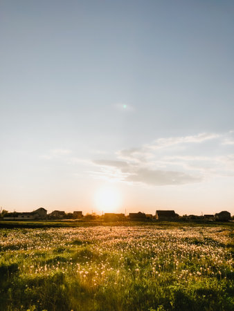 Sunset nature horizon meadow outdoors clouds summer background. Sun shining to dandelions at evening. calm relax atmosphere. Sunset or sunrise on rye field with golden ears and a dramatic cloudy sky.の写真素材