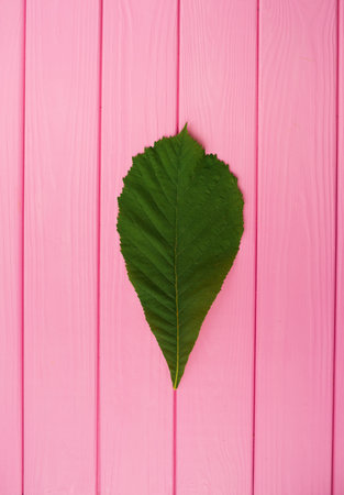 Summer abstract background mockup template free copy space for text pattern sample top view above on pink wooden board. blank empty area for inscription. green chestnut tree leaf isolated close upの写真素材