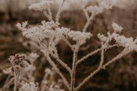 dry plants long weeds foliage thickets covered with fresh white thorny frost in late autumn early winter. first frosts. beautiful snowflakes on dried flowersの写真素材
