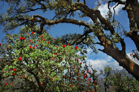 beautyvul blooming rhododendron tree in the highlandsの写真素材