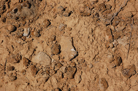 background of dry cracked soil with stones and stems of plants