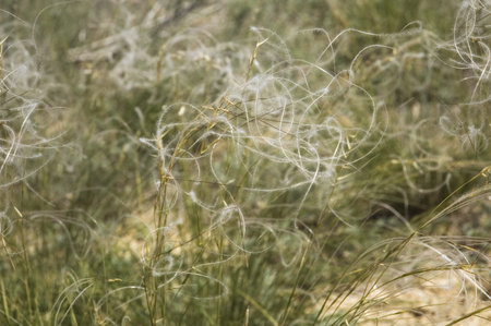floral background with a thin fluffy blossoms feather grass; stipa pennataの写真素材