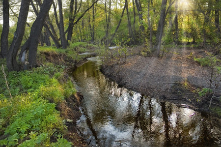 Beautiful sunset with rays shining through the leaves in the forest above the river
