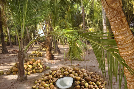 coconut plantations and harvest coconuts under the palm trees