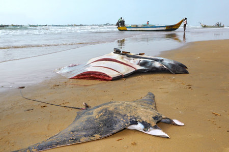 on the seashore laid out manta rays which caught by fishermen
