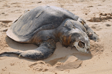Dead of the sea turtle Olive ridley Lepidochelys olivacea on beach of the village Vadarevu, Chirala, Andhra Pradesh, India  This species is included in the IUCN Red Listの写真素材