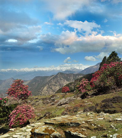 blooming rhododendron forest on the mountain ranges of Himalayas  Ukhimath, Uttarakhand, Indiaの写真素材