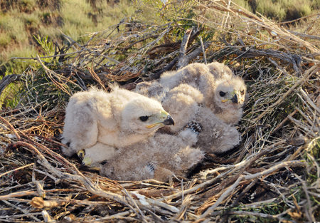 Long legged Buzzard young chick in the nest  The rare bird Buteo rufinus of prey protected species 